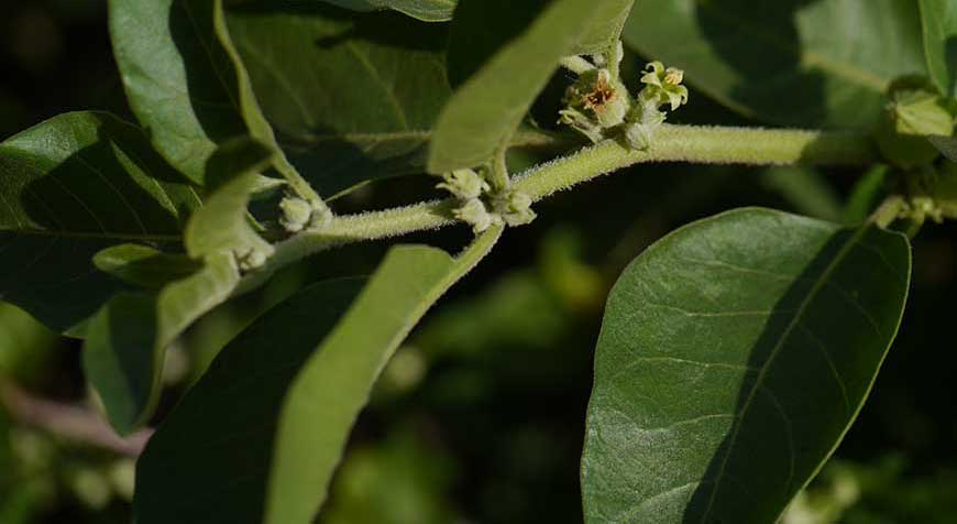 ashwagandha benefits