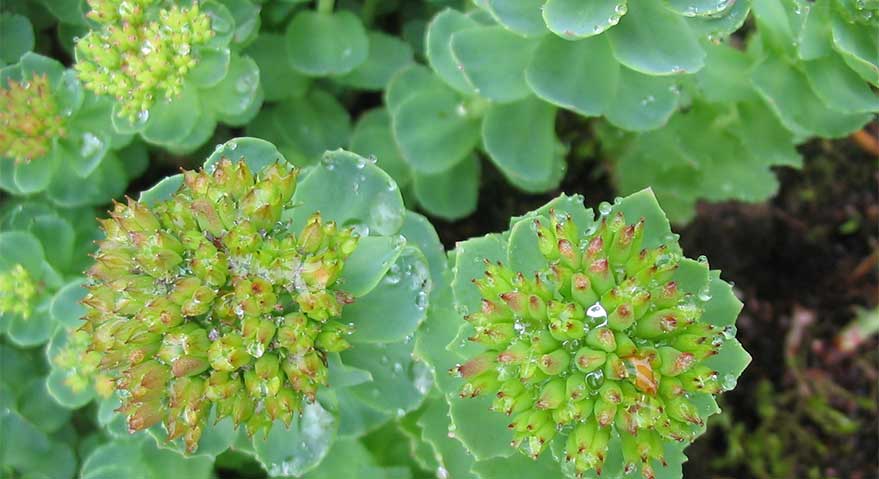 rhodiola rosea